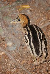 Southern Cassowary